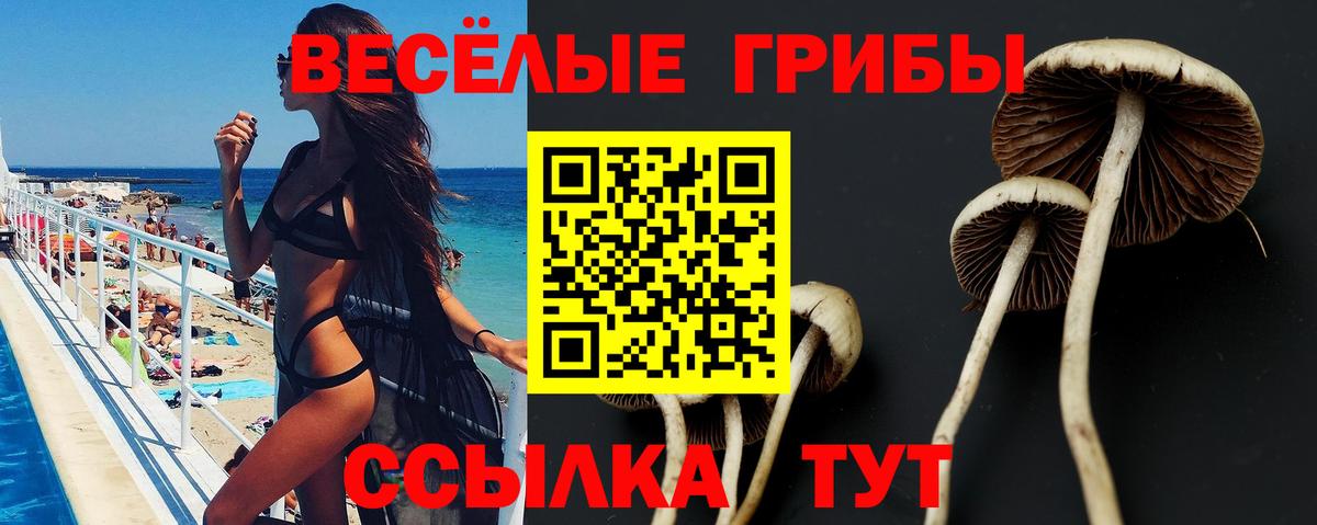 Псилоцибиновые грибы MAGIC MUSHROOMS  Кудымкар  Псилоцибиновые грибы Psilocybe 